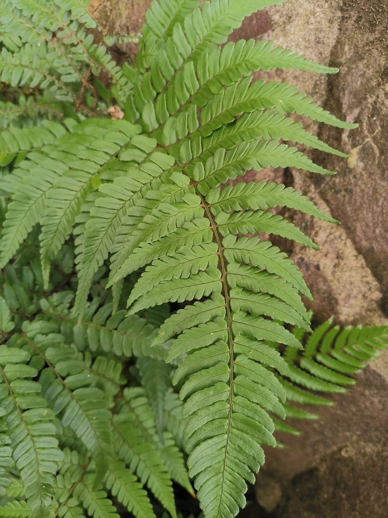 Dryopteris fuscipes photo 8