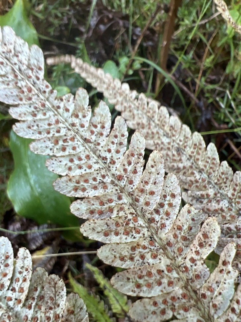 Crowned Woodfern