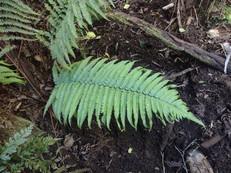 Crowned Woodfern photo 2