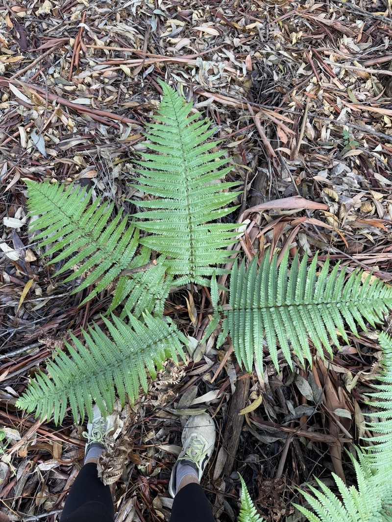 Crowned Woodfern photo 3