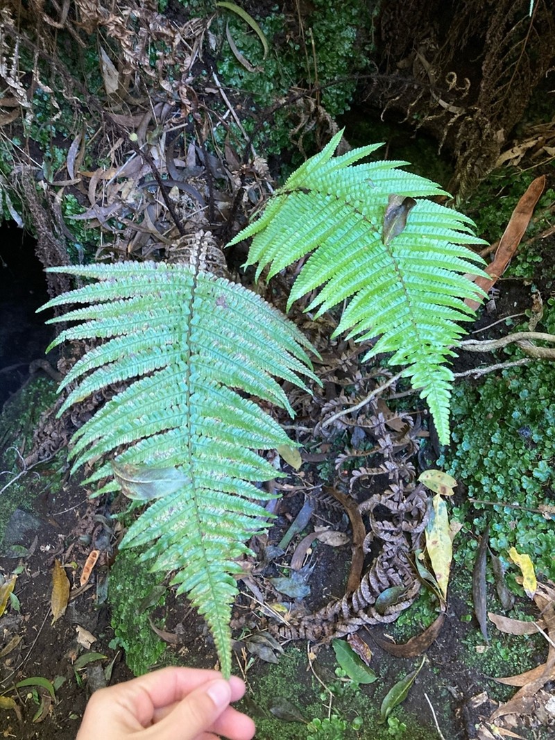 Crowned Woodfern photo 4