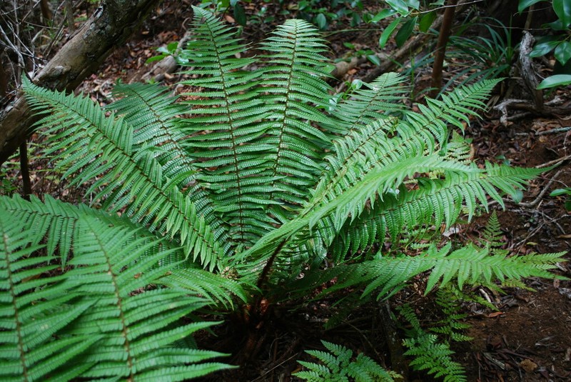 Crowned Woodfern photo 5