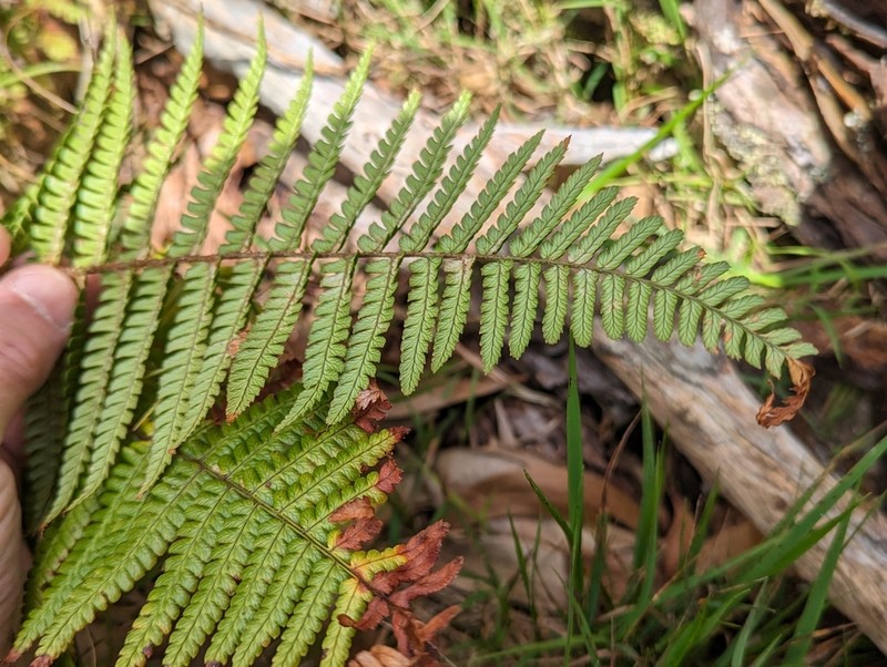 Crowned Woodfern photo 6