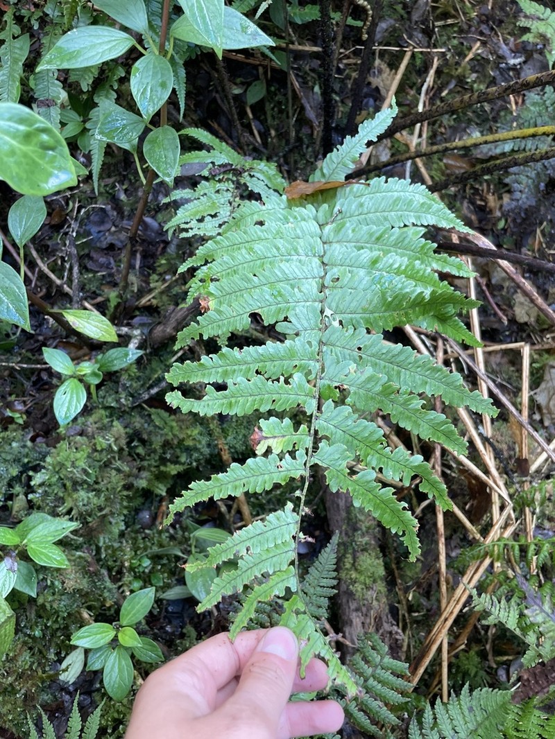 Crowned Woodfern photo 7