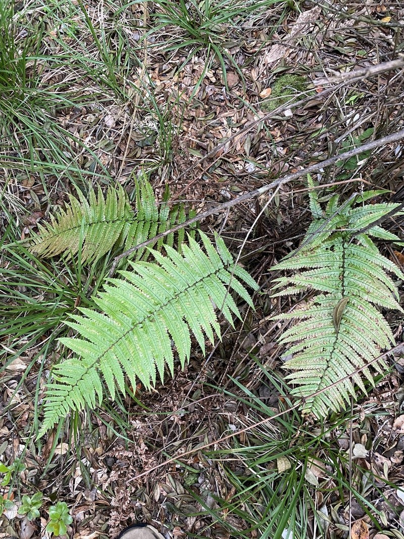 Crowned Woodfern photo 8