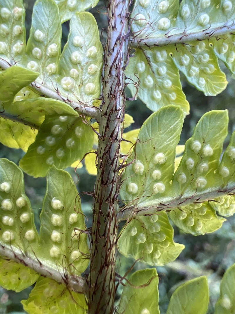 Dryopteris fuscoatra var. lamoureuxii photo 2