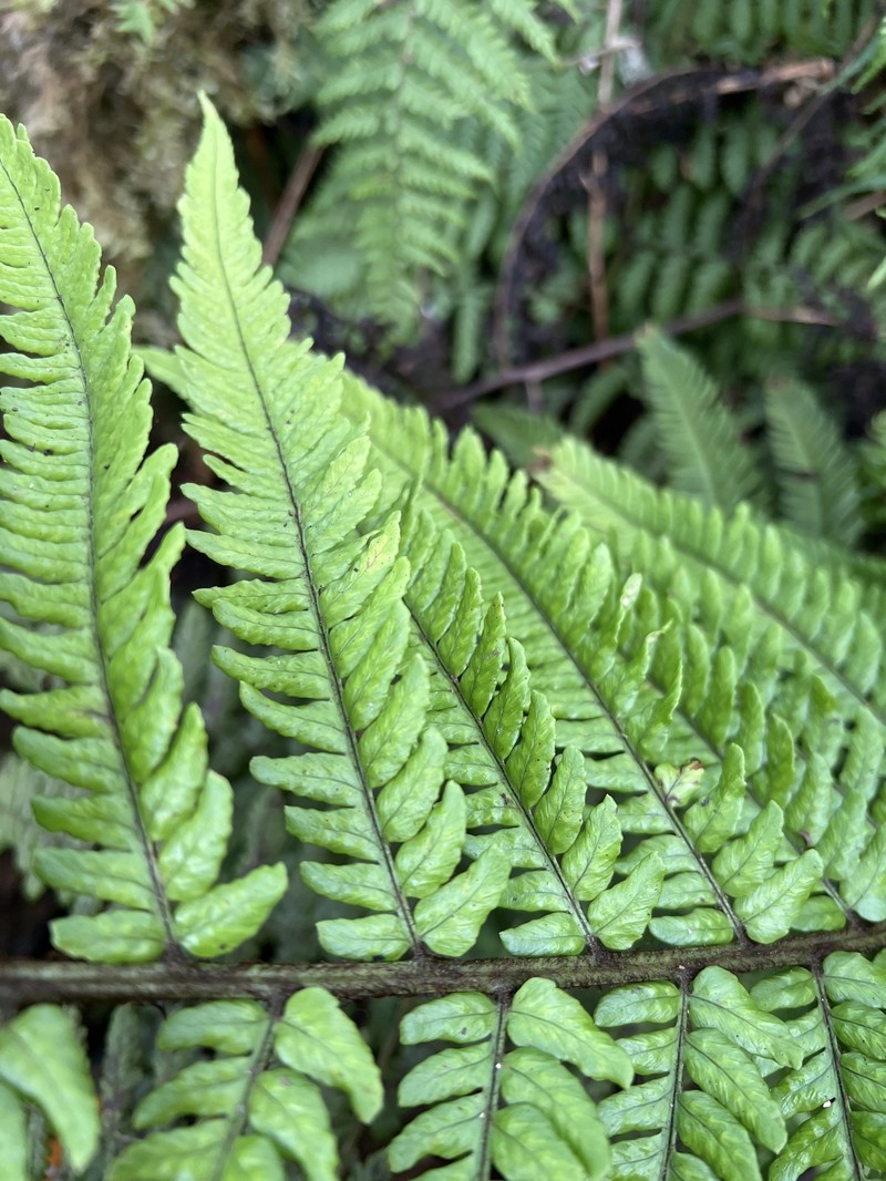 Dryopteris fuscoatra var. lamoureuxii photo 3