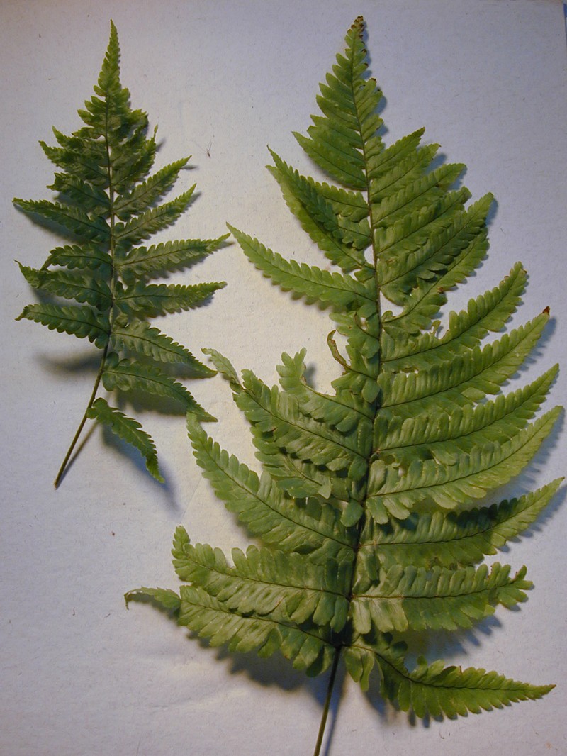 Dryopteris fuscoatra var. lamoureuxii