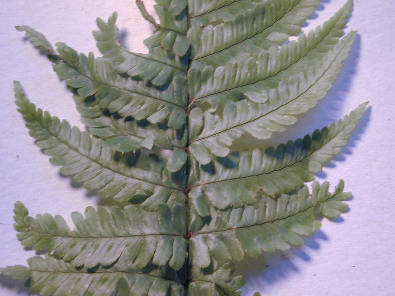 Dryopteris fuscoatra var. lamoureuxii photo 4