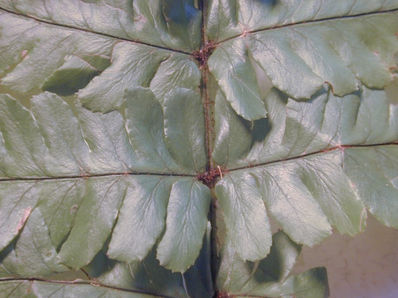 Dryopteris fuscoatra var. lamoureuxii photo 5