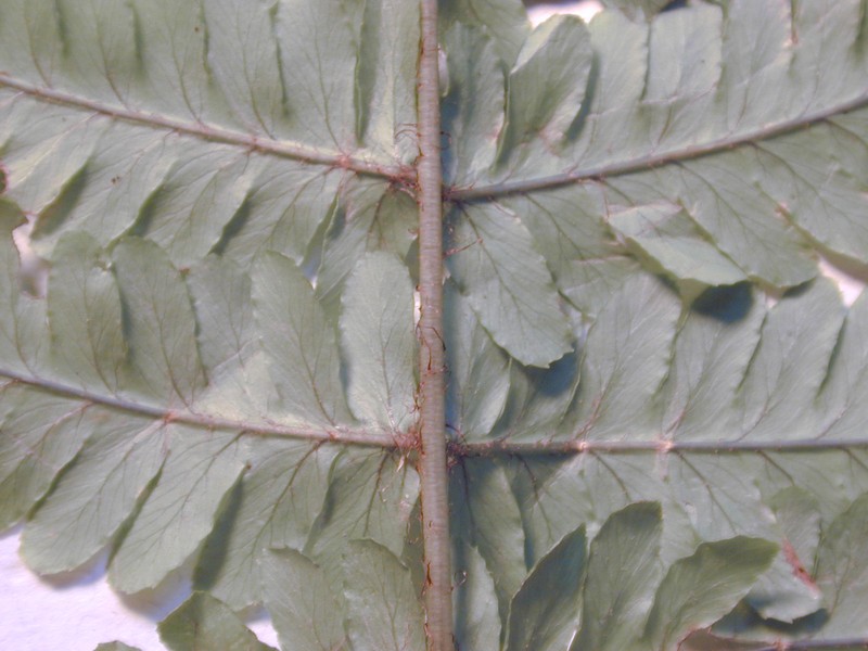 Dryopteris fuscoatra var. lamoureuxii photo 6