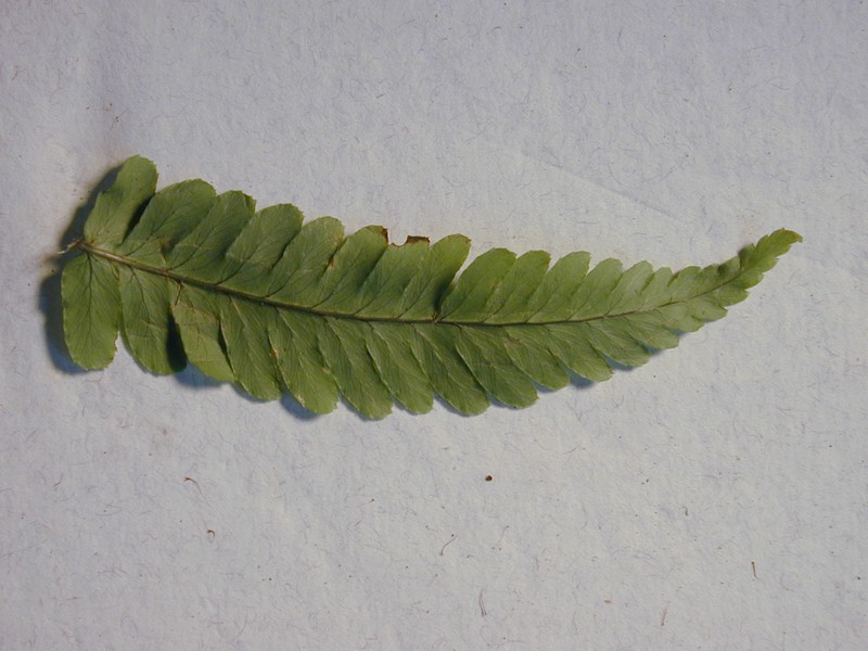 Dryopteris fuscoatra var. lamoureuxii photo 7