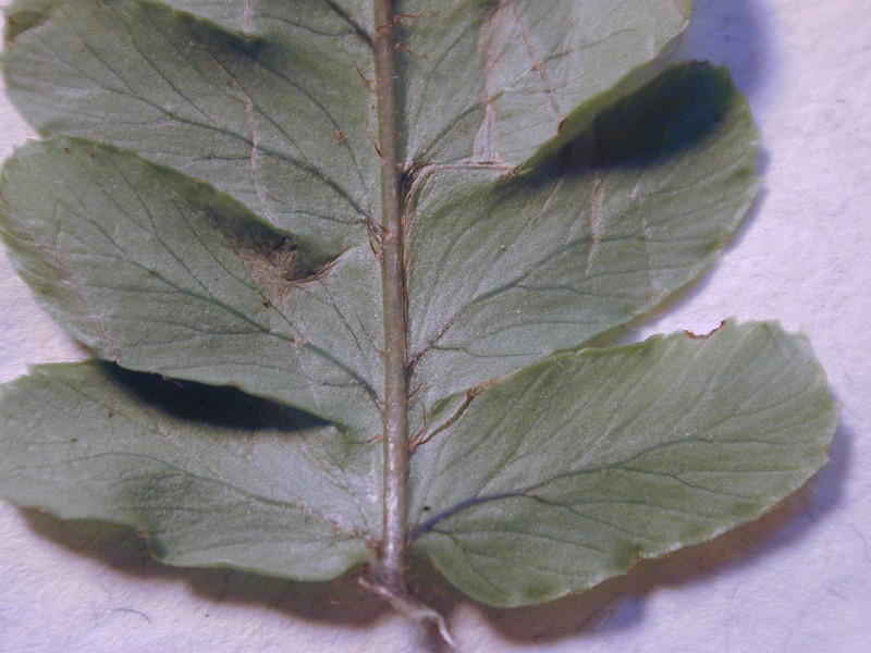 Dryopteris fuscoatra var. lamoureuxii photo 8