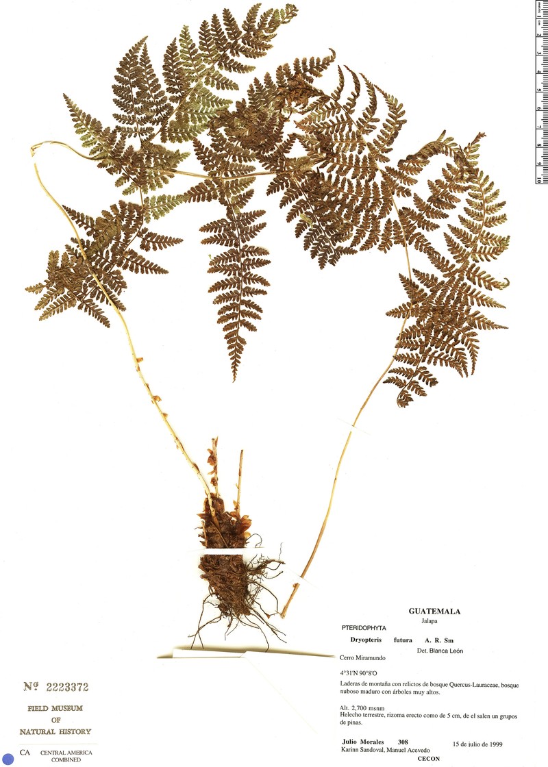 Dryopteris futura