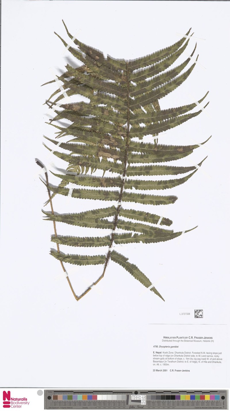 Dryopteris gamblei