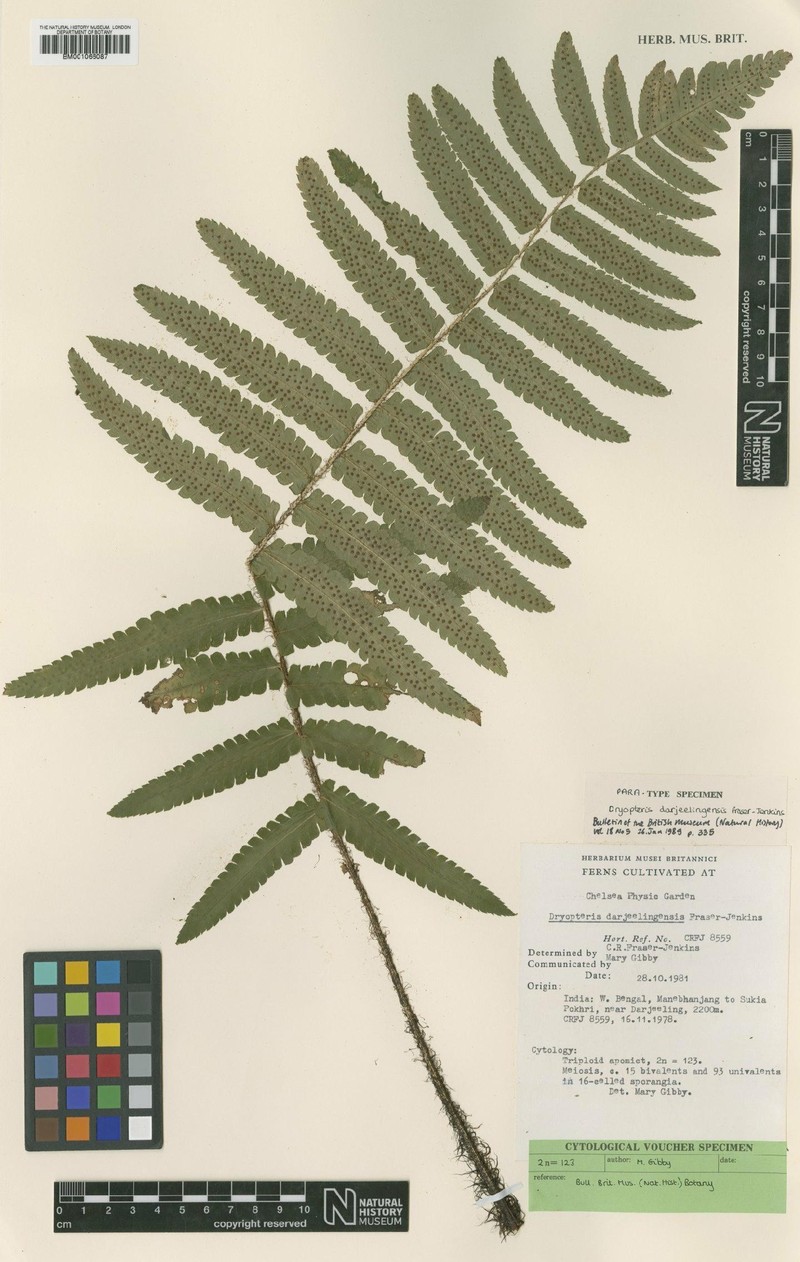Dryopteris gamblei photo 2