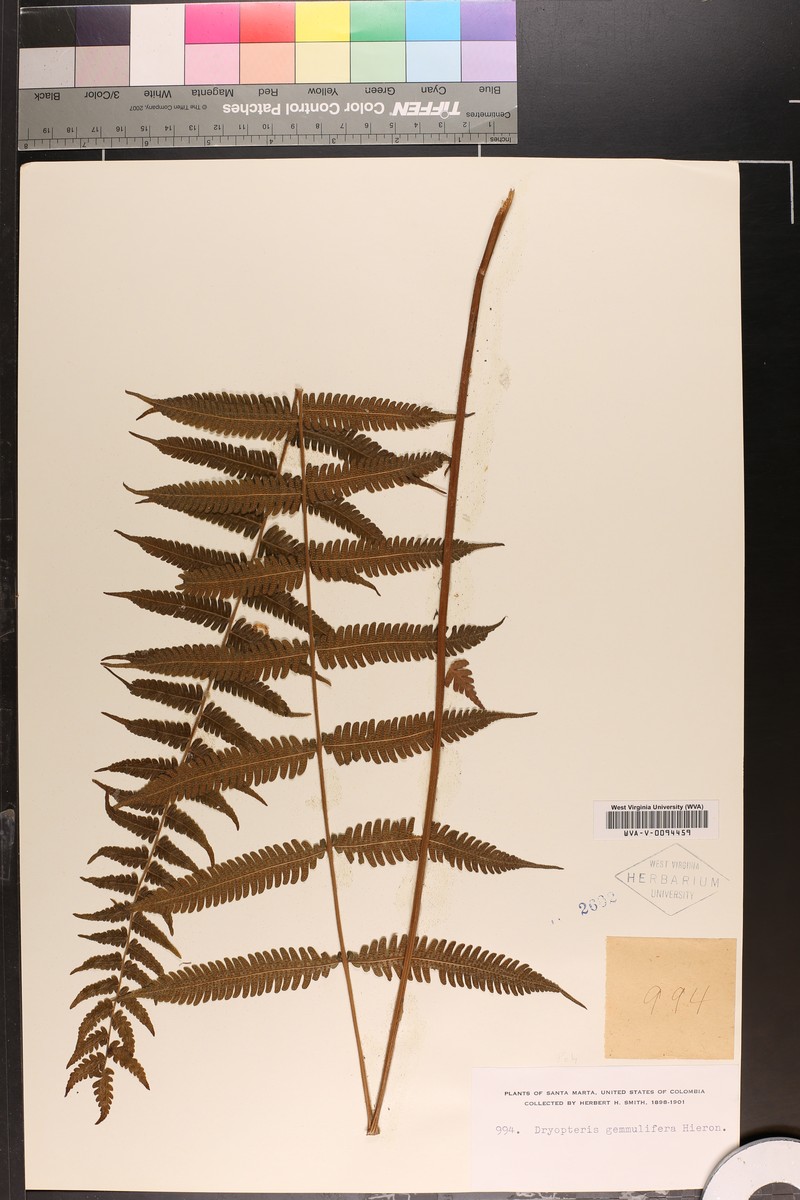 Dryopteris gemmifera