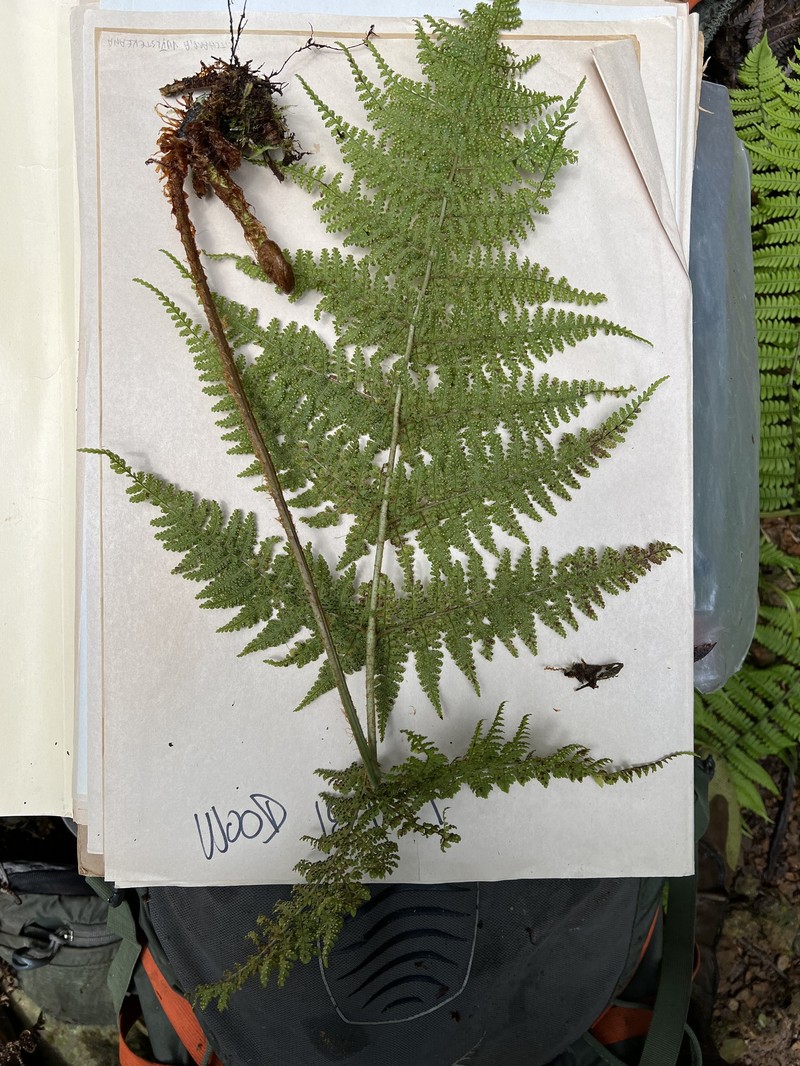 Pihea Woodfern