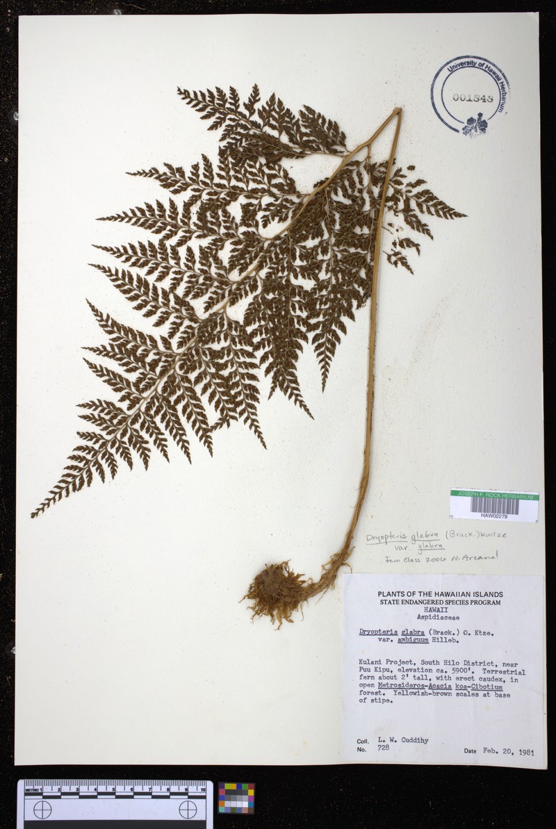 Dryopteris glabra var. glabra