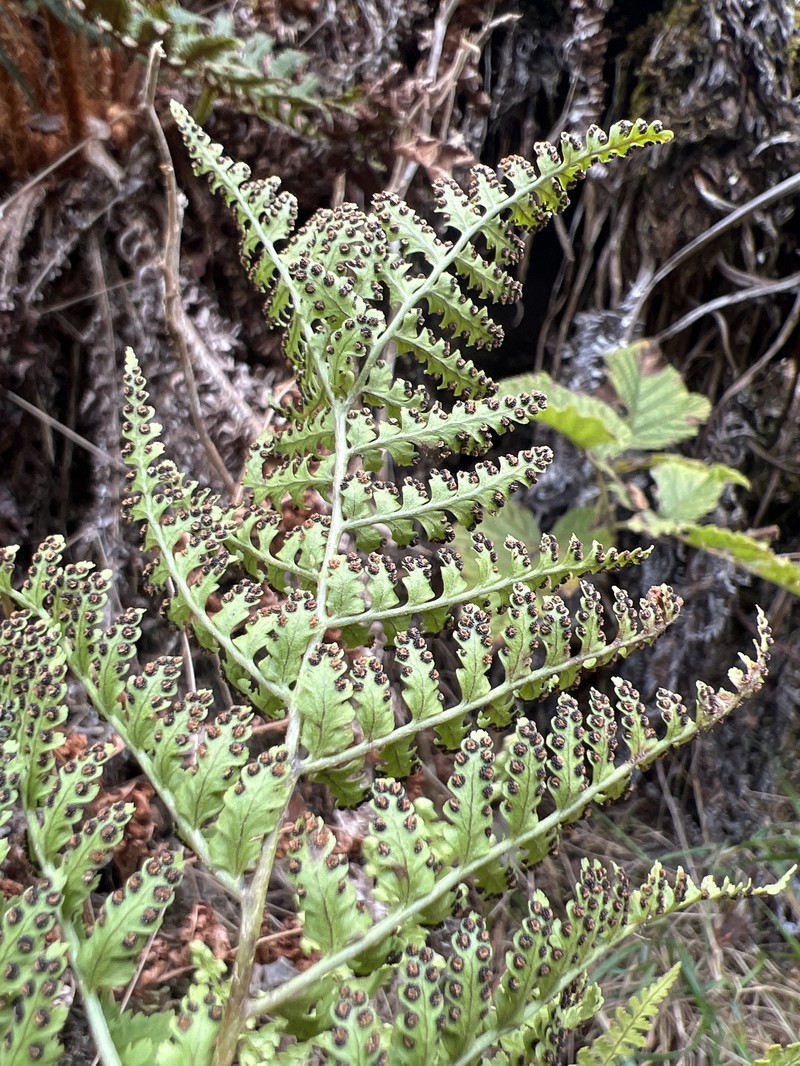 Hobdy's Woodfern