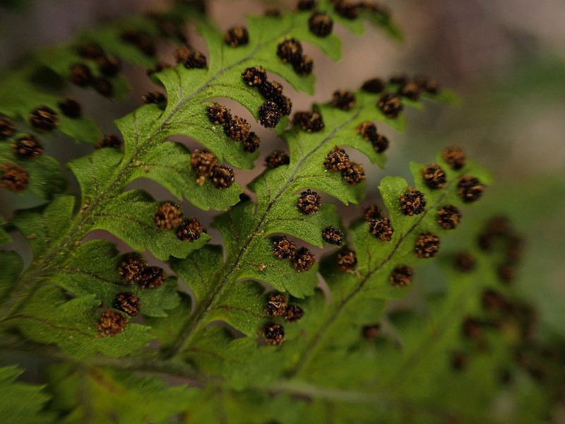 Hobdy's Woodfern photo 2