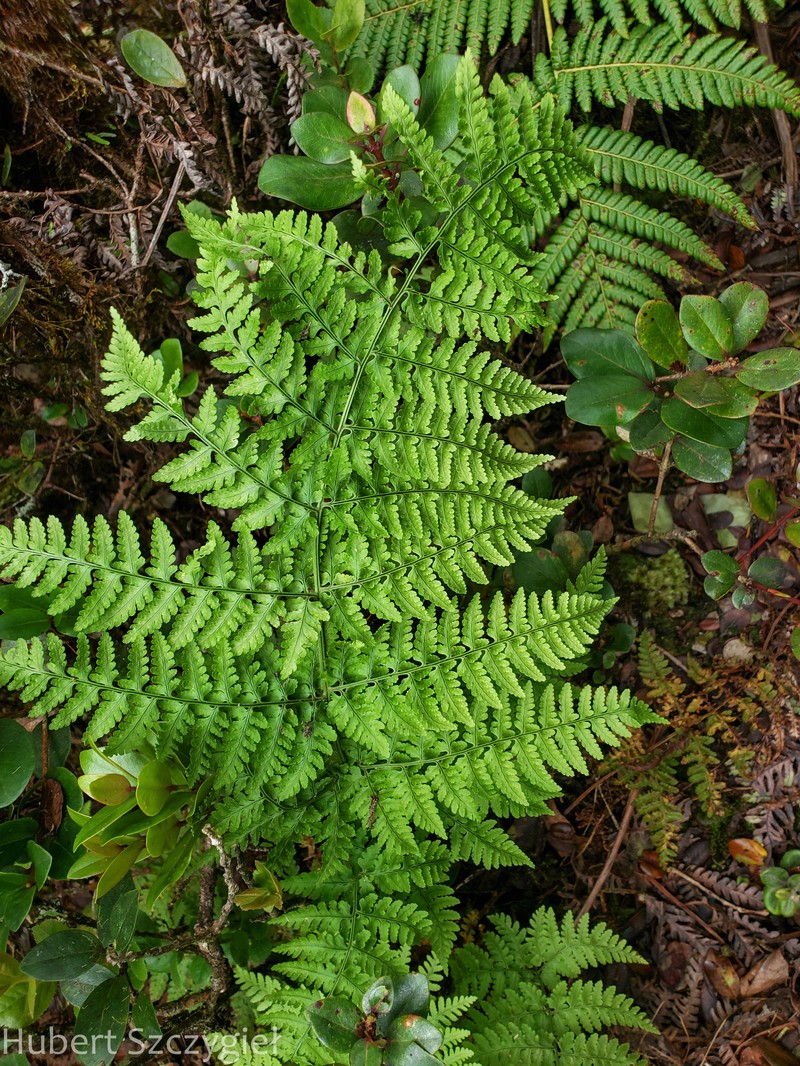 Dry Land Woodfern