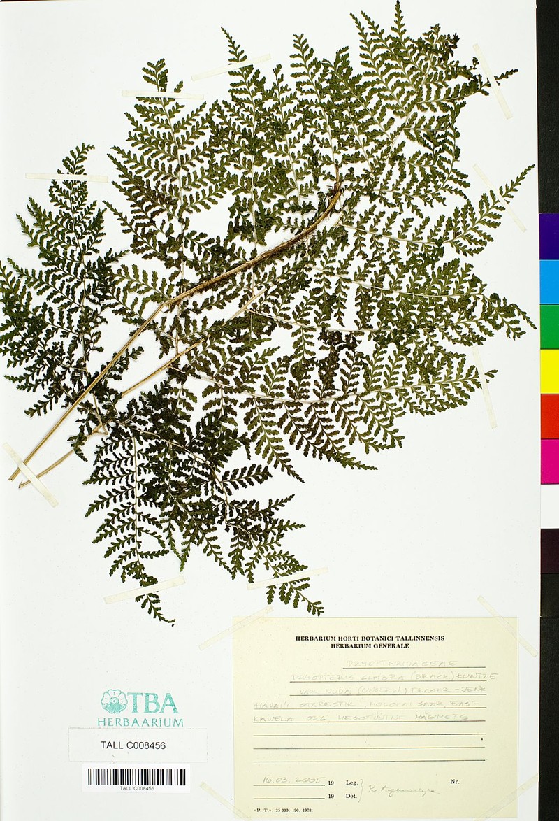 Dry Land Woodfern photo 2