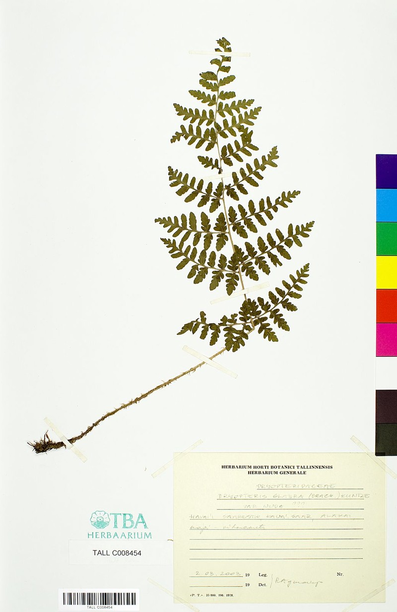 Dry Land Woodfern photo 3