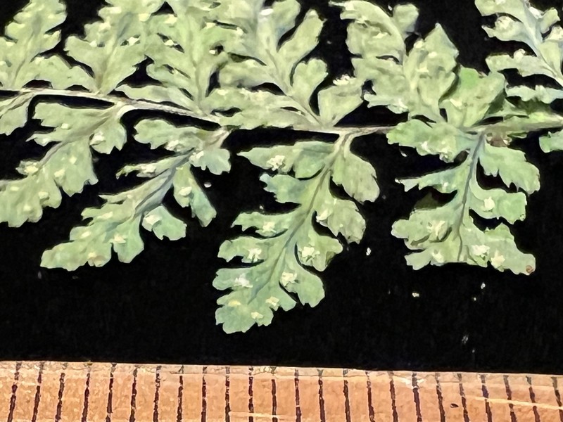 Little Woodfern photo 4