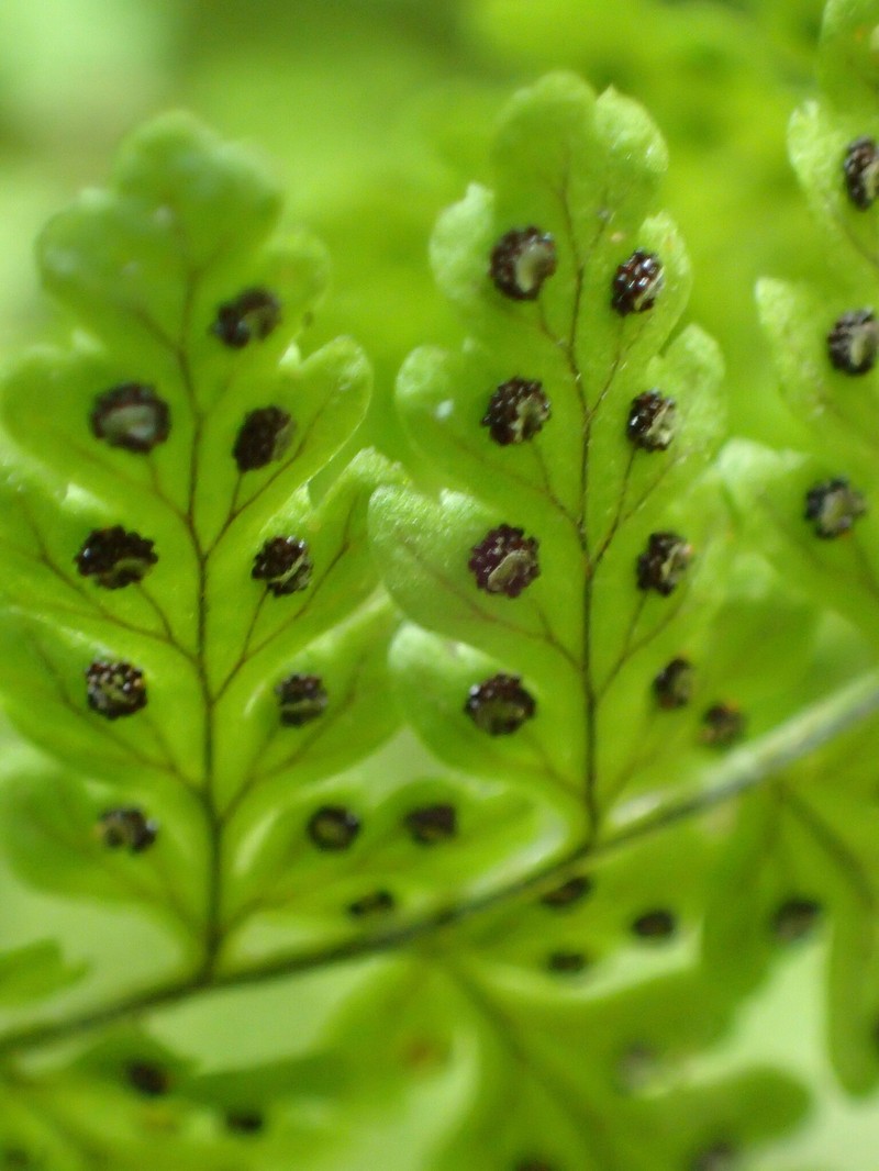Little Woodfern photo 5
