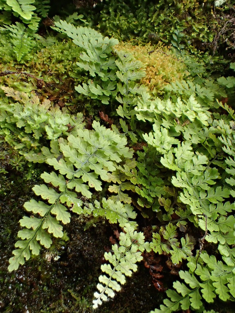 Little Woodfern photo 7