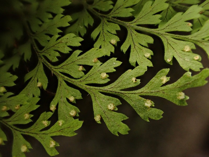 Na Pali-Kona Woodfern