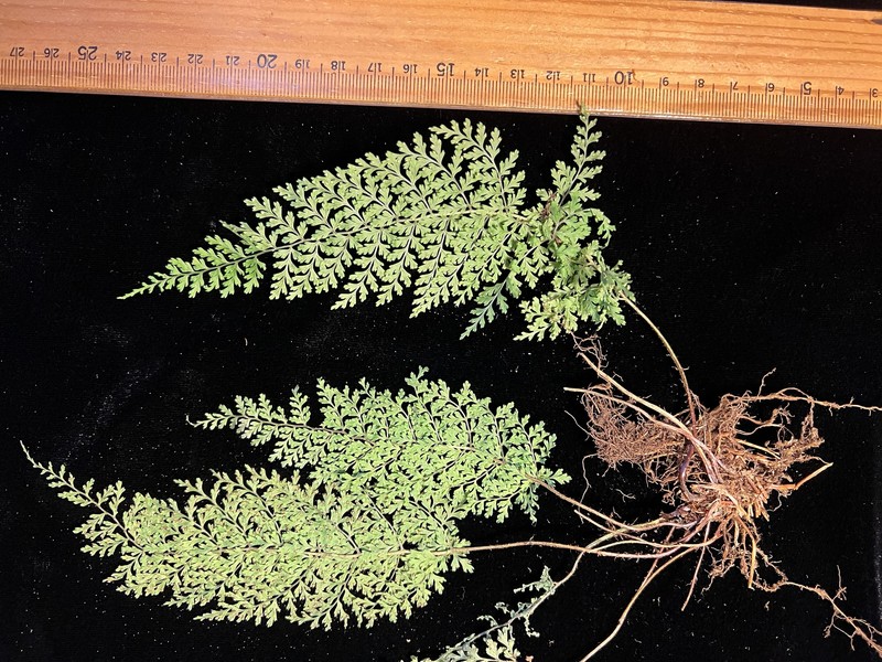 Na Pali-Kona Woodfern photo 2