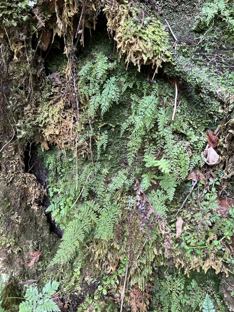 Na Pali-Kona Woodfern photo 3