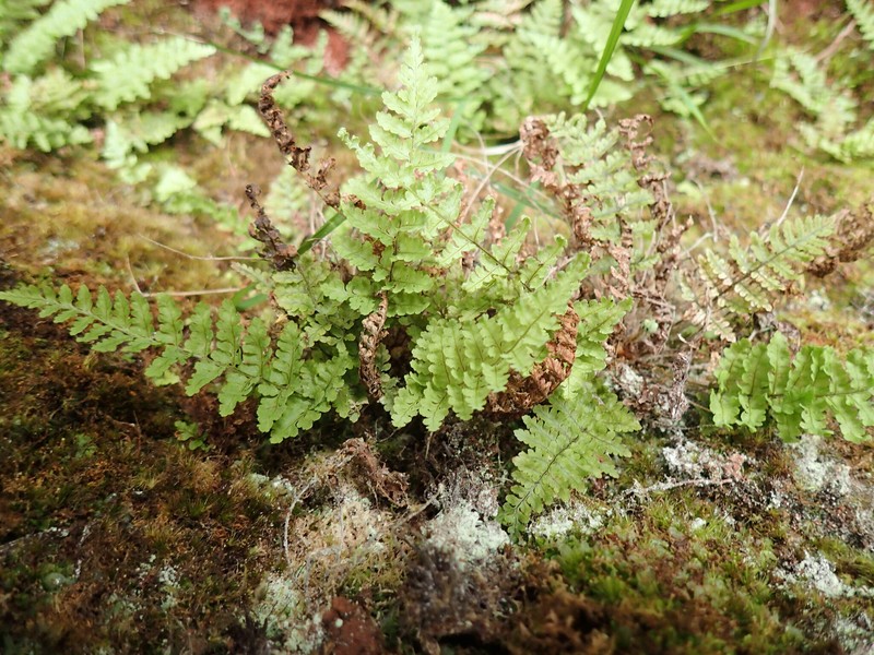 Na Pali-Kona Woodfern photo 6
