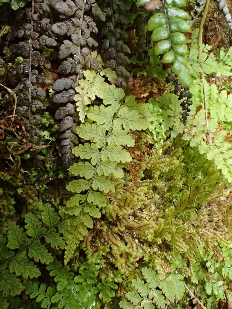 Na Pali-Kona Woodfern photo 8