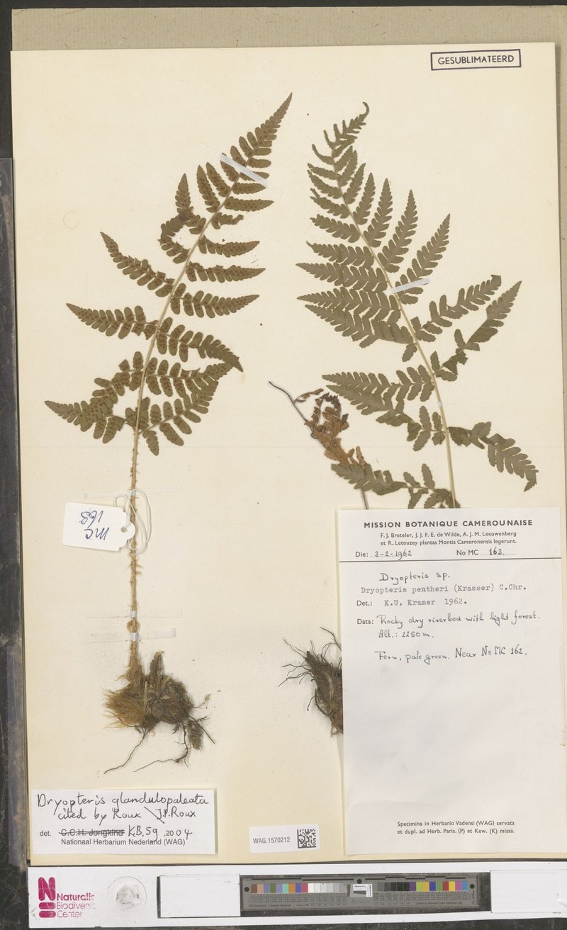 Dryopteris glandulosopaleata