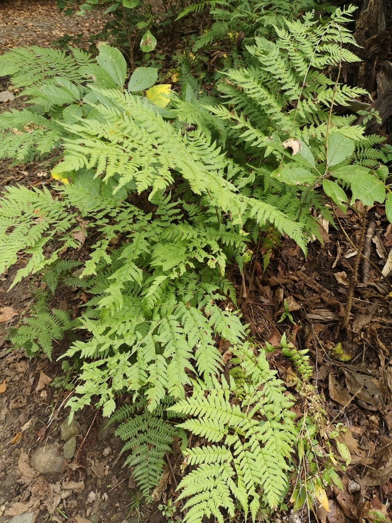 Dryopteris goeringiana