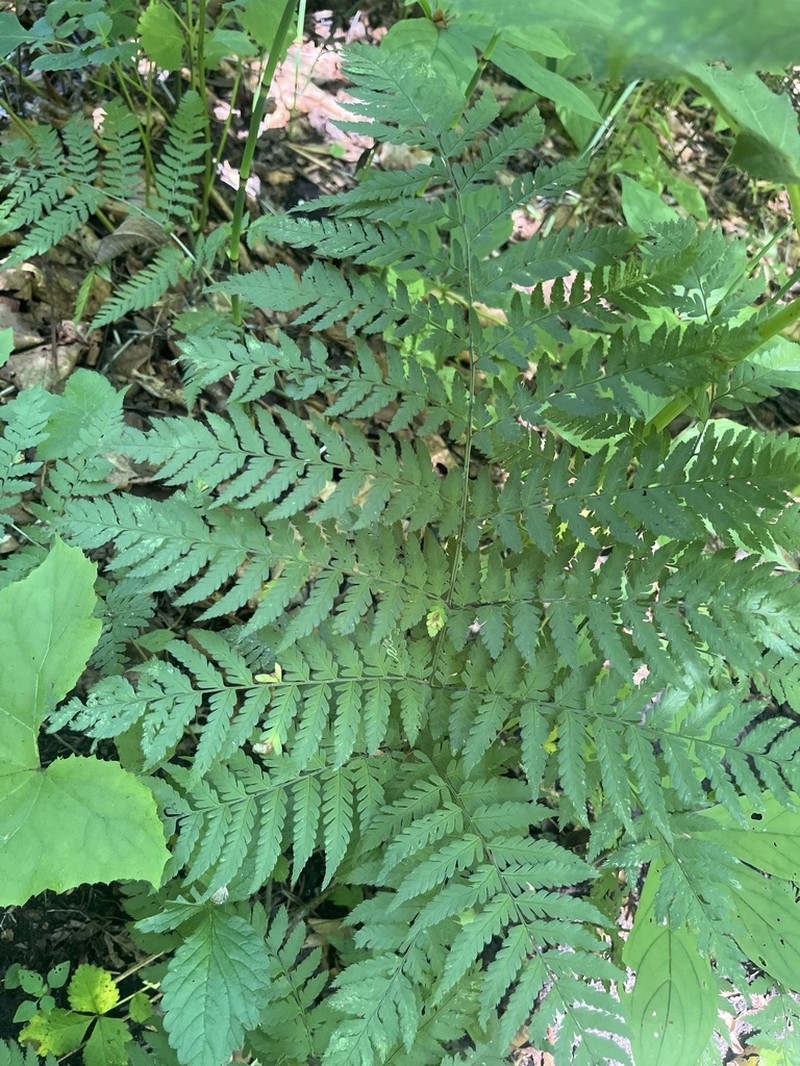 Dryopteris goeringiana photo 2