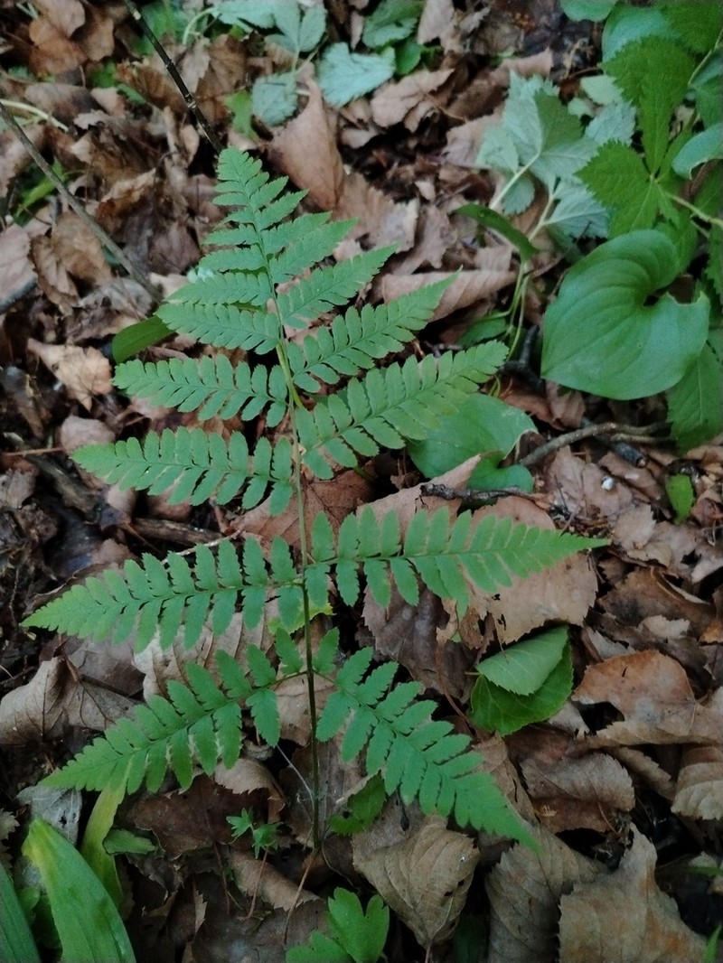 Dryopteris goeringiana photo 3