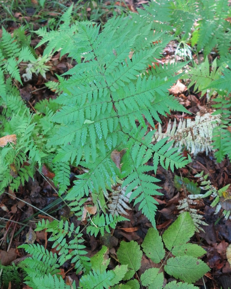 Dryopteris goeringiana photo 4