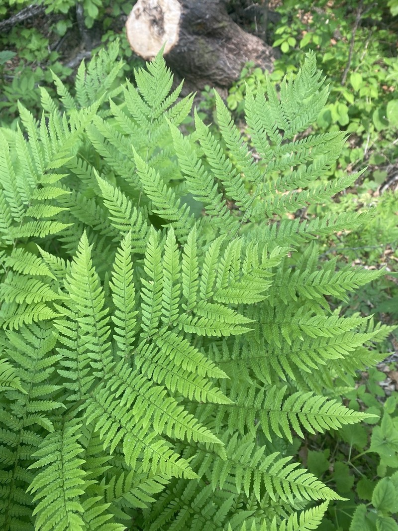 Dryopteris goeringiana photo 5