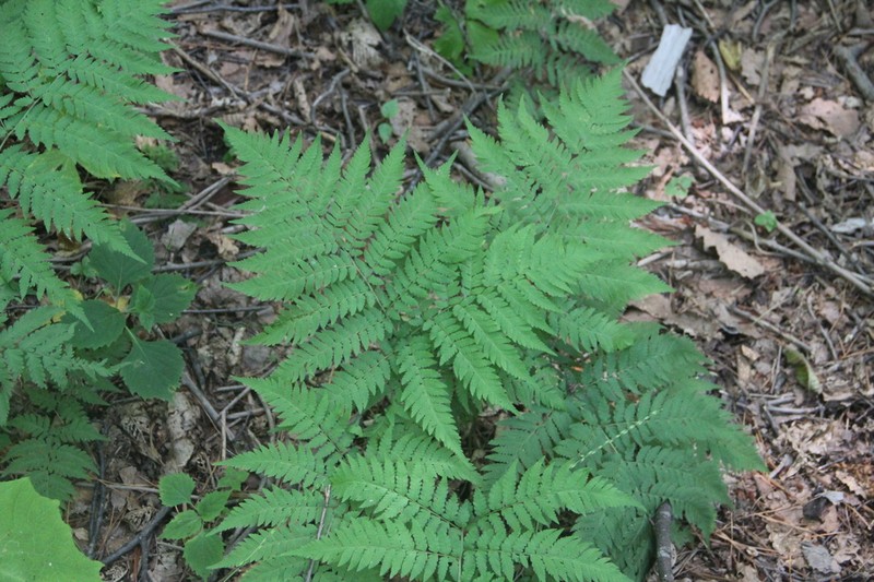 Dryopteris goeringiana photo 6