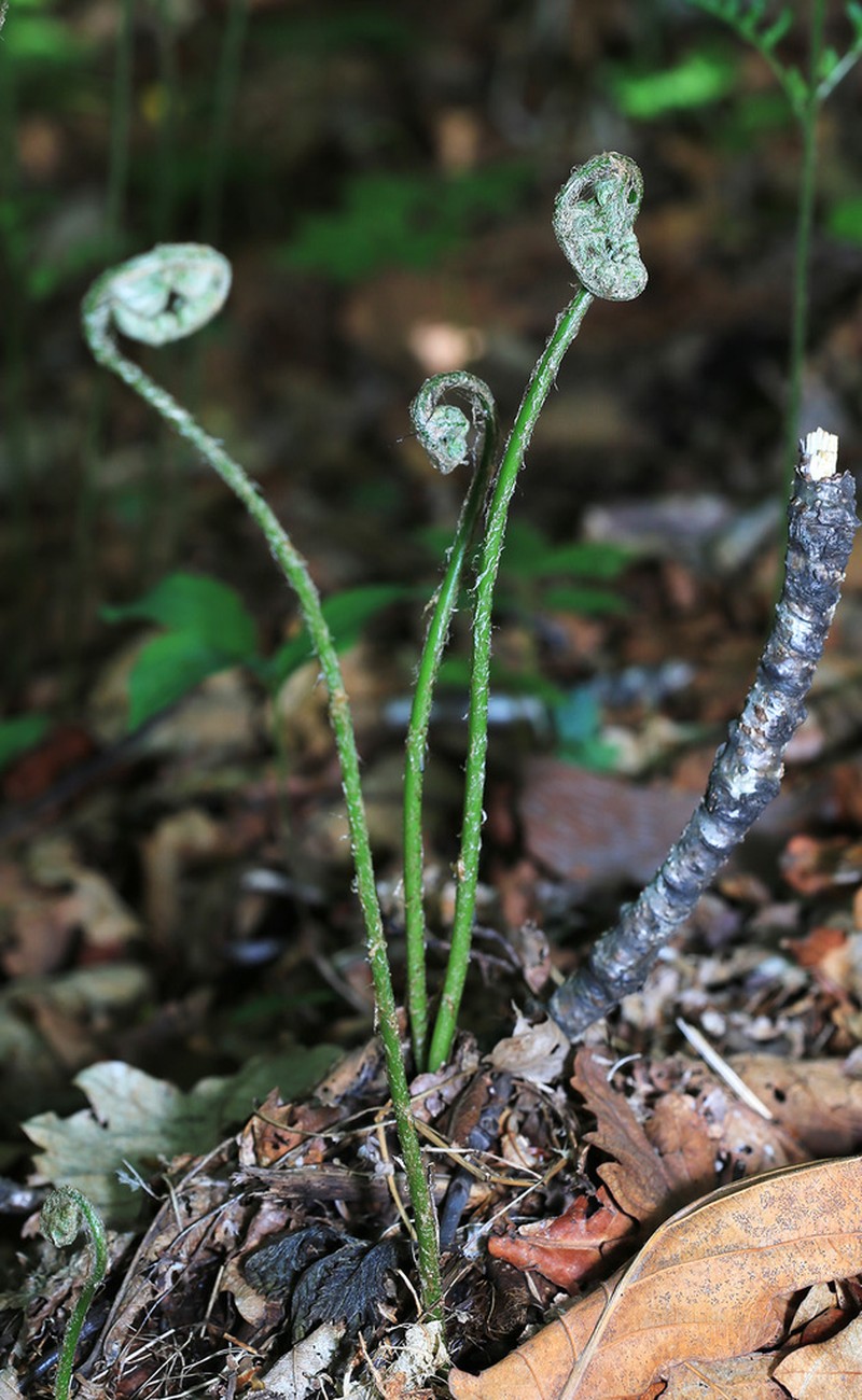 Dryopteris goeringiana photo 7