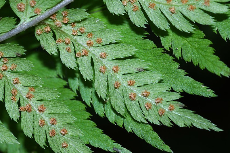 Dryopteris goeringiana photo 8