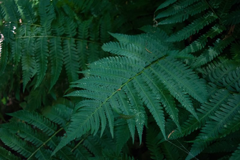 Goldie's Woodfern