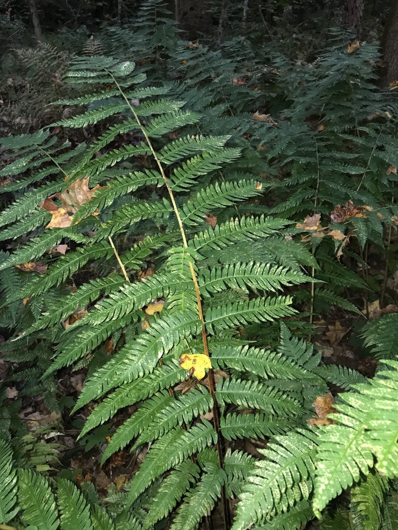 Goldie's Woodfern