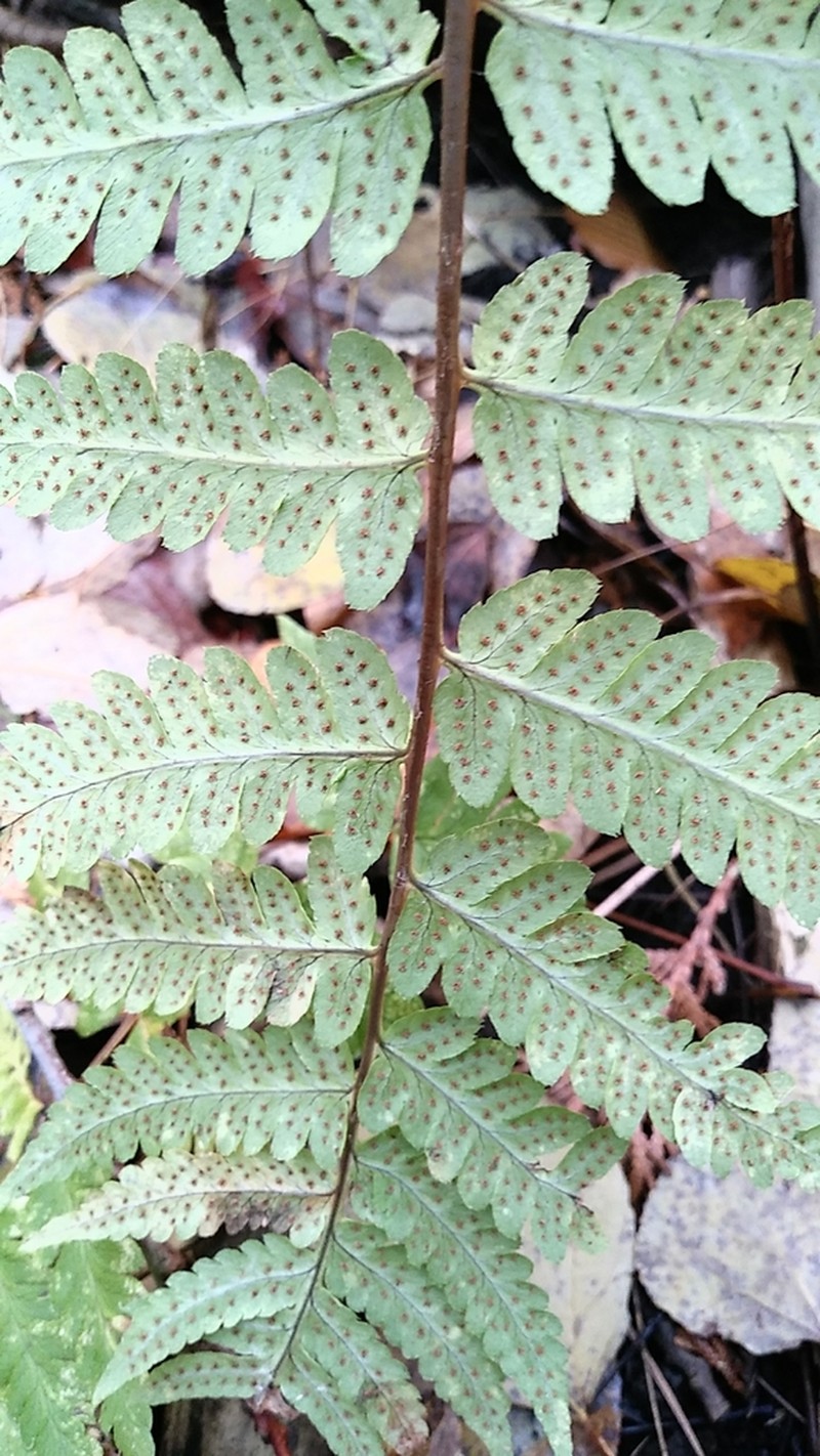 Goldie's Woodfern photo 2
