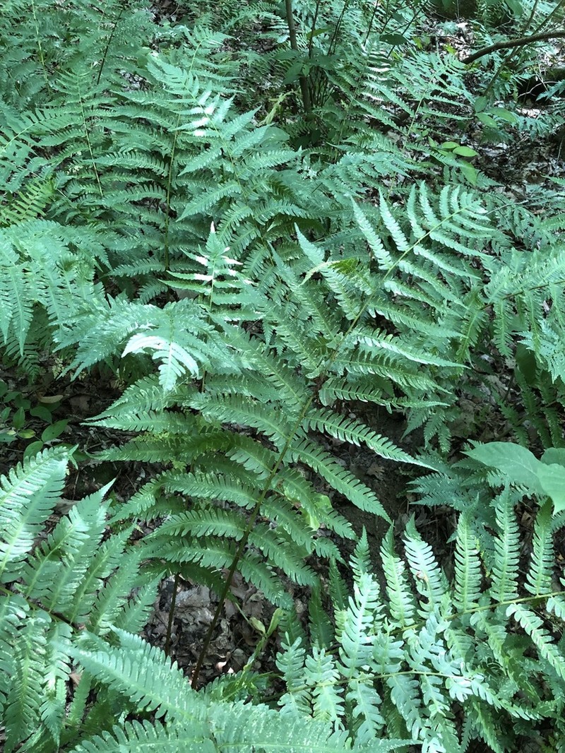 Goldie's Woodfern photo 3