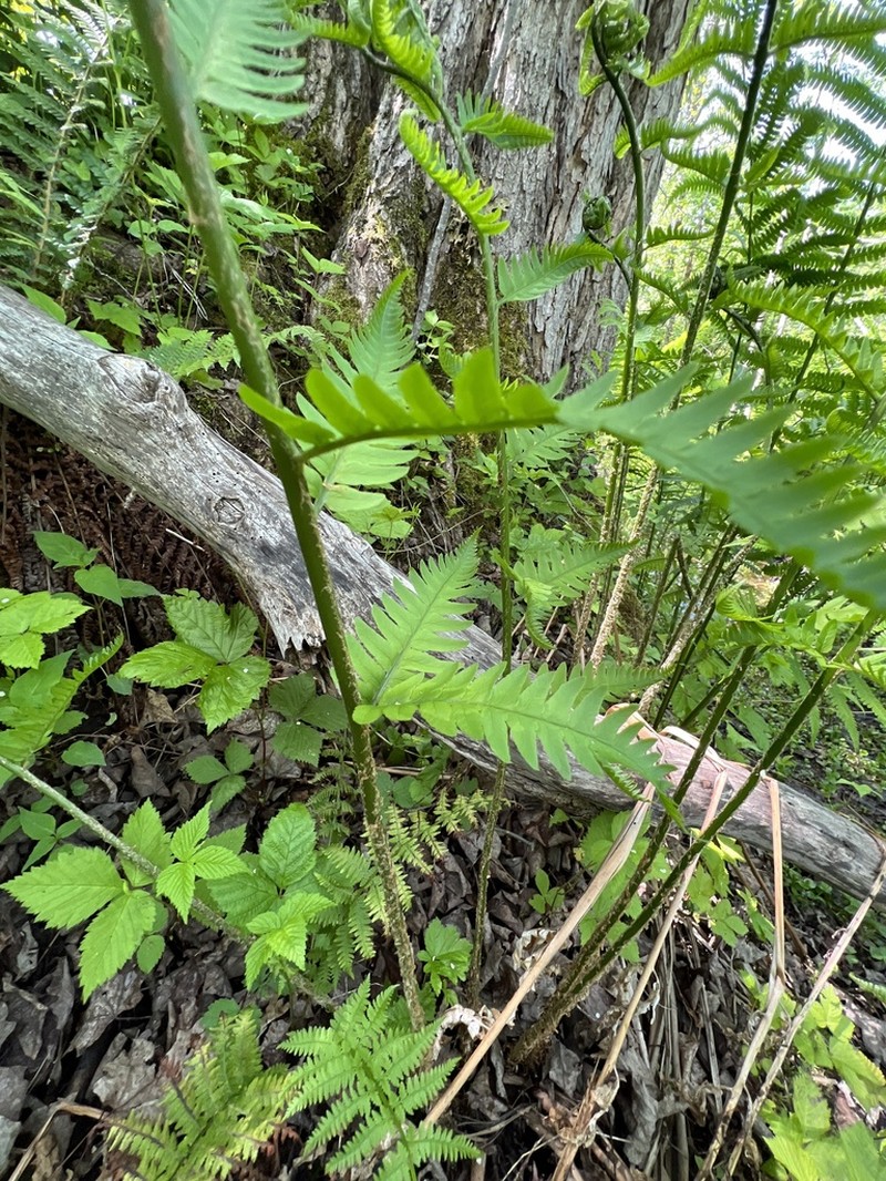 Goldie's Woodfern photo 4